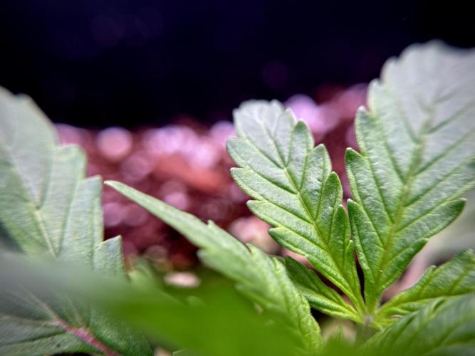 Cosmic Noodles a Zamnesia Dish. Week 1 - Plant B