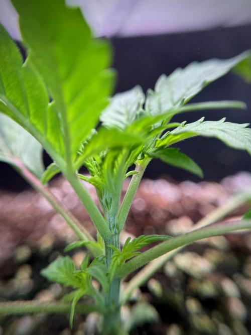 Cosmic Noodles a Zamnesia Dish. Week 1 - Plant B