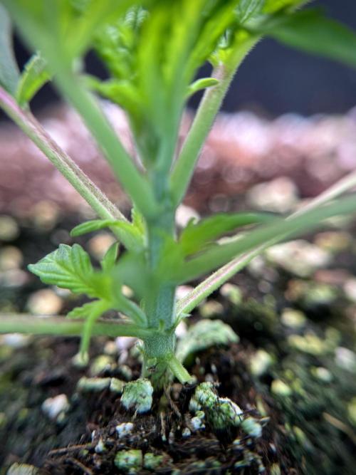 Cosmic Noodles a Zamnesia Dish. Week 1 - Plant B