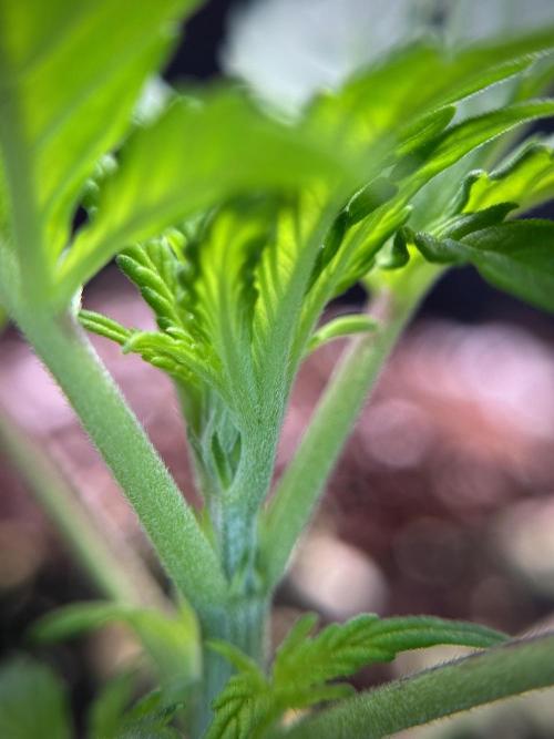 Cosmic Noodles a Zamnesia Dish. Week 1 - Plant B