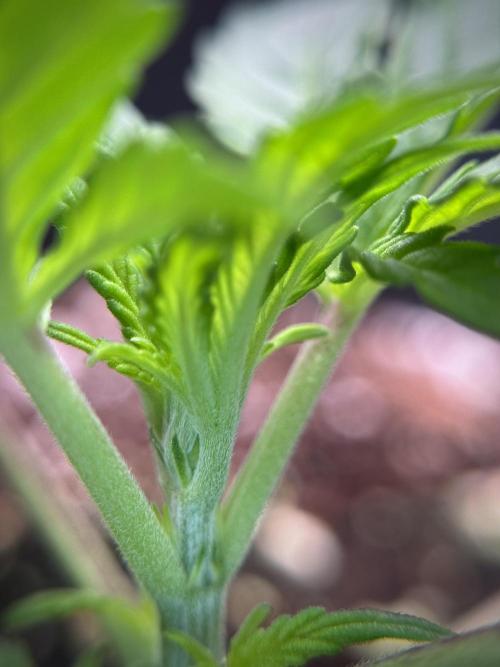 Cosmic Noodles a Zamnesia Dish. Week 1 - Plant B