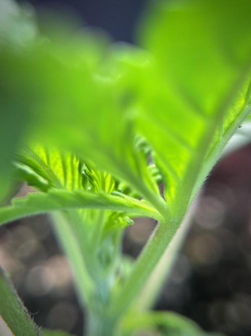 Cosmic Noodles a Zamnesia Dish. Week 1 - Plant B