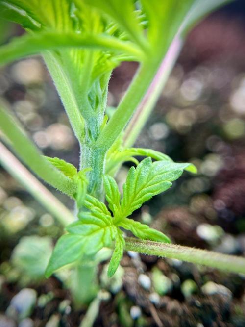 Cosmic Noodles a Zamnesia Dish. Week 1 - Plant B