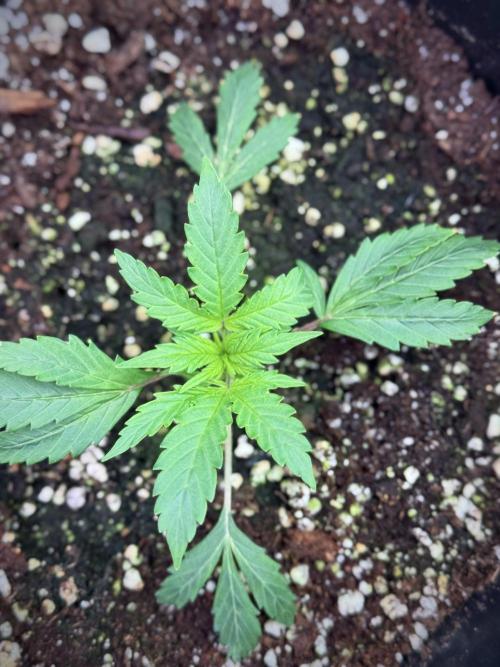 Cosmic Noodles a Zamnesia Dish. Week 1 - Plant B