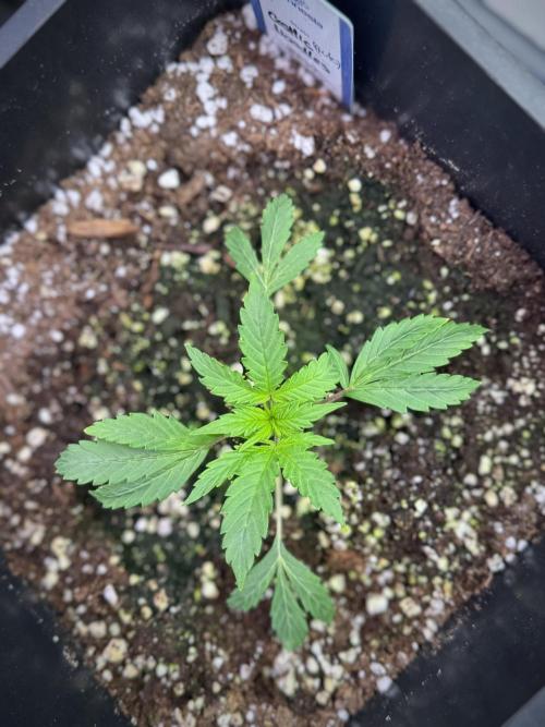 Cosmic Noodles a Zamnesia Dish. Week 1 - Plant B