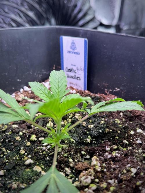 Cosmic Noodles a Zamnesia Dish. Week 1 - Plant B