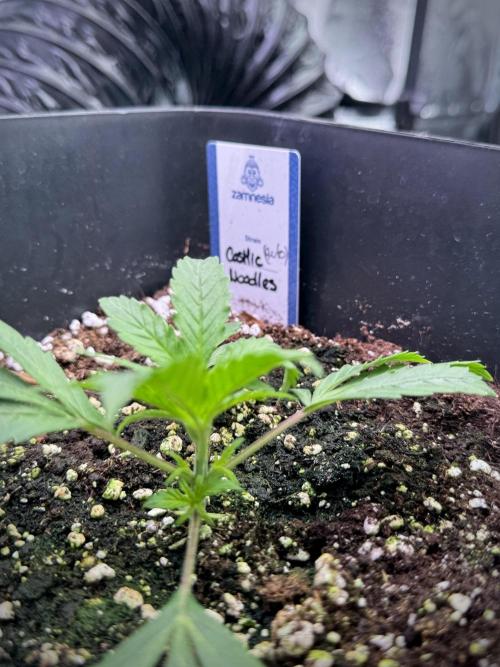 Cosmic Noodles a Zamnesia Dish. Week 1 - Plant B