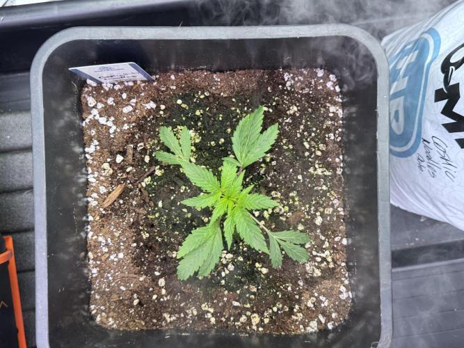 Cosmic Noodles a Zamnesia Dish. Week 1 - Plant B