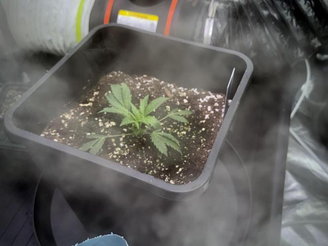 Cosmic Noodles a Zamnesia Dish. Week 1 - Plant B