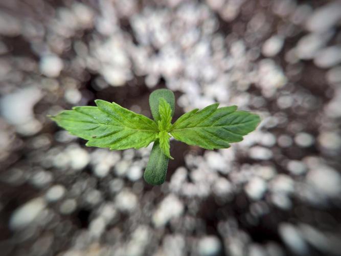 Cosmic Noodles a Zamnesia Dish. Week 1 - Plant A