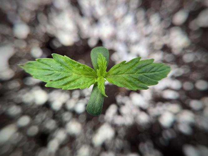 Cosmic Noodles a Zamnesia Dish. Week 1 - Plant A