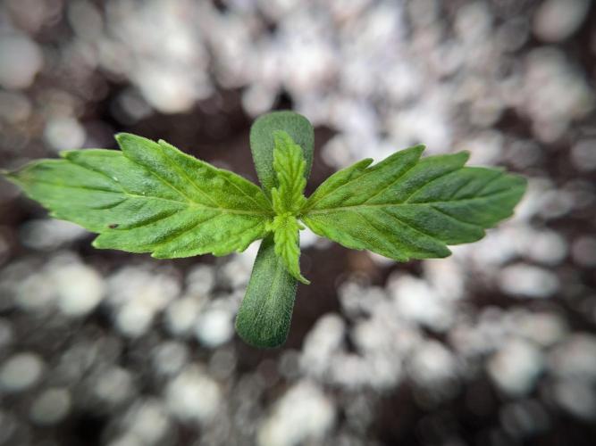 Cosmic Noodles a Zamnesia Dish. Week 1 - Plant A