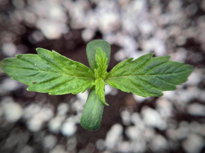 Cosmic Noodles a Zamnesia Dish. Week 1 - Plant A