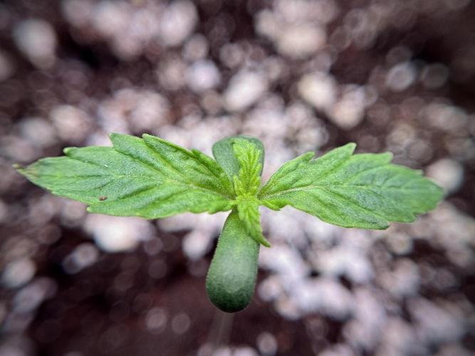 Cosmic Noodles a Zamnesia Dish. Week 1 - Plant A