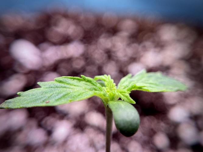 Cosmic Noodles a Zamnesia Dish. Week 1 - Plant A