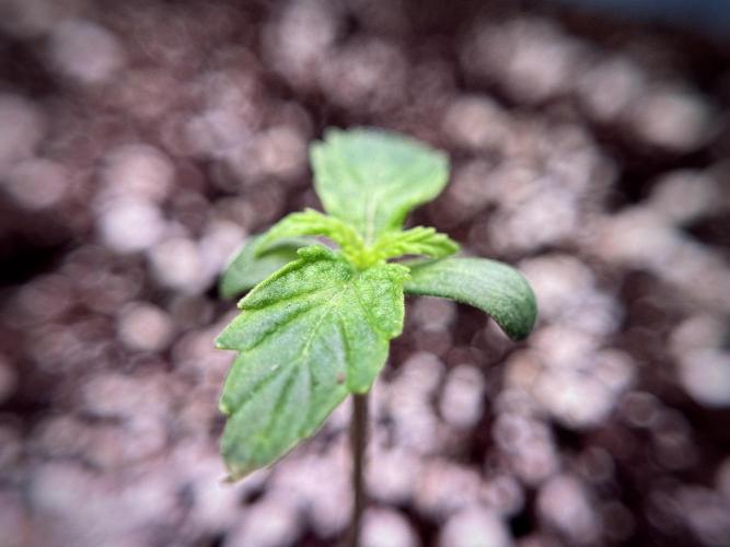 Cosmic Noodles a Zamnesia Dish. Week 1 - Plant A