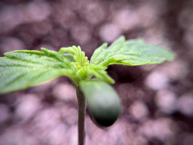 Cosmic Noodles a Zamnesia Dish. Week 1 - Plant A