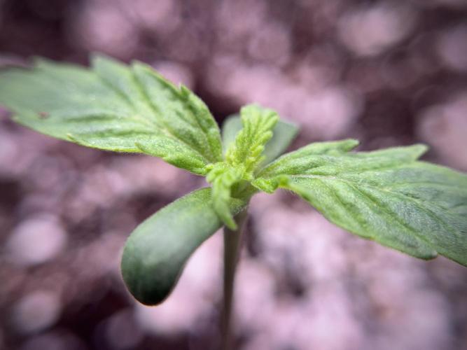 Cosmic Noodles a Zamnesia Dish. Week 1 - Plant A