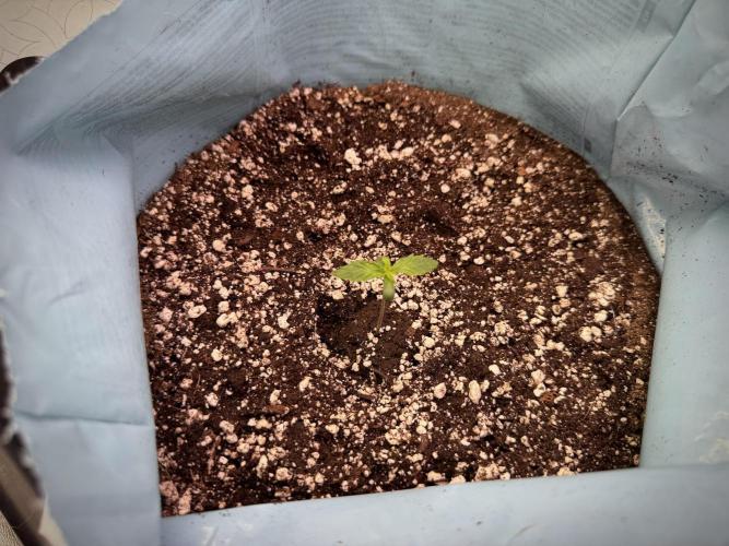 Cosmic Noodles a Zamnesia Dish. Week 1 - Plant A