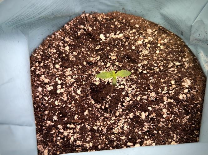 Cosmic Noodles a Zamnesia Dish. Week 1 - Plant A