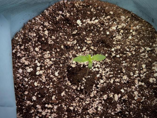 Cosmic Noodles a Zamnesia Dish. Week 1 - Plant A