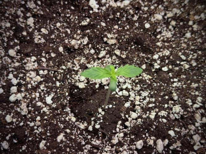 Cosmic Noodles a Zamnesia Dish. Week 1 - Plant A