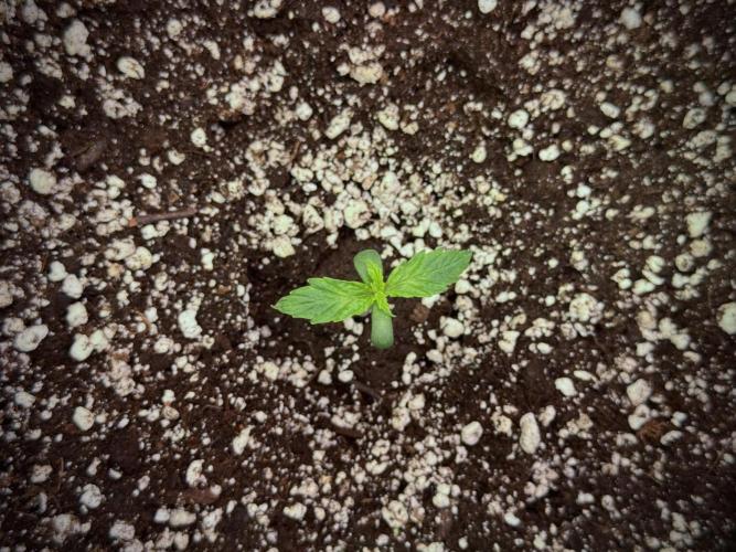 Cosmic Noodles a Zamnesia Dish. Week 1 - Plant A