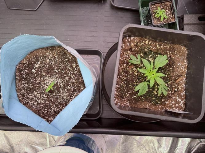 Cosmic Noodles a Zamnesia Dish. Week 1 - Side by Side