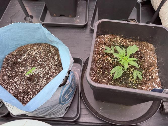 Cosmic Noodles a Zamnesia Dish. Week 1 - Side by Side