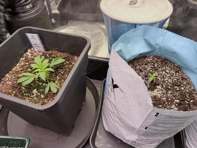 Cosmic Noodles a Zamnesia Dish. Week 1 - Side by Side