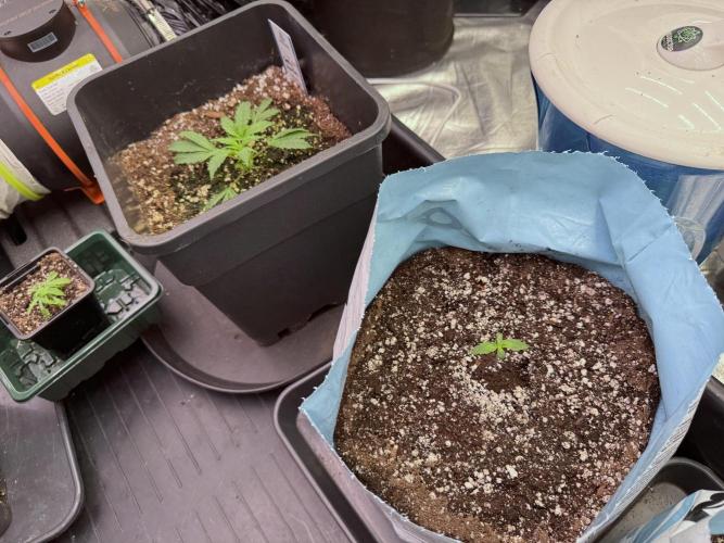 Cosmic Noodles a Zamnesia Dish. Week 1 - Side by Side