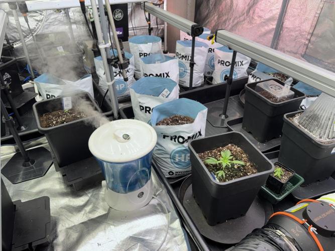 Cosmic Noodles a Zamnesia Dish. Week 1 - Room Vibes 