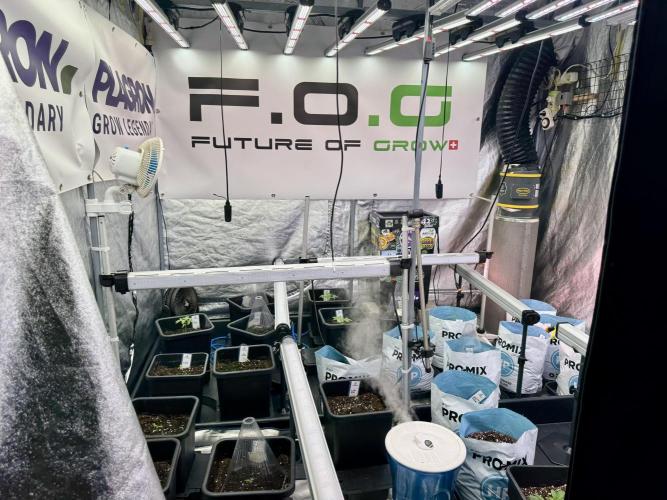 Cosmic Noodles a Zamnesia Dish. Week 1 - Room Vibes 