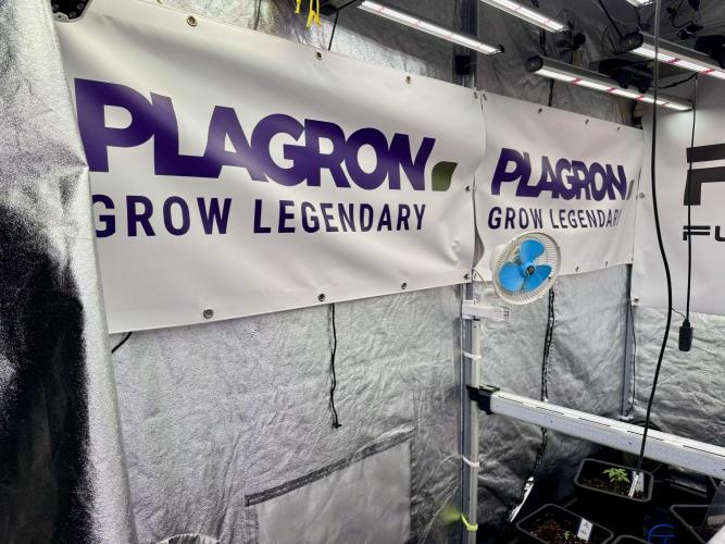 Cosmic Noodles a Zamnesia Dish. Week 1 - Room Vibes 