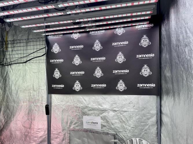 Cosmic Noodles a Zamnesia Dish. Week 1 - Room Vibes 