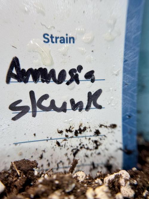 Amnesia Skunk The Zamnesia Way. Week 1 - Amnesia Skunk 1st week 