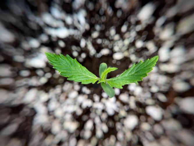 Amnesia Skunk The Zamnesia Way. Week 1 - Amnesia Skunk 1st week 