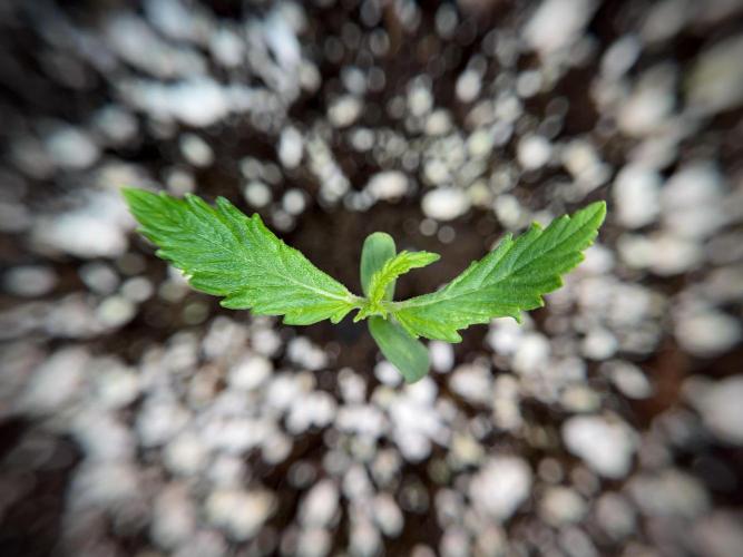 Amnesia Skunk The Zamnesia Way. Week 1 - Amnesia Skunk 1st week 