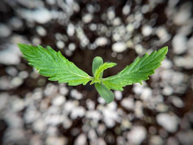 Amnesia Skunk The Zamnesia Way. Week 1 - Amnesia Skunk 1st week 