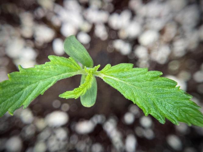 Amnesia Skunk The Zamnesia Way. Week 1 - Amnesia Skunk 1st week 