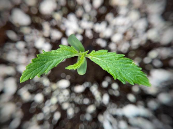 Amnesia Skunk The Zamnesia Way. Week 1 - Amnesia Skunk 1st week 