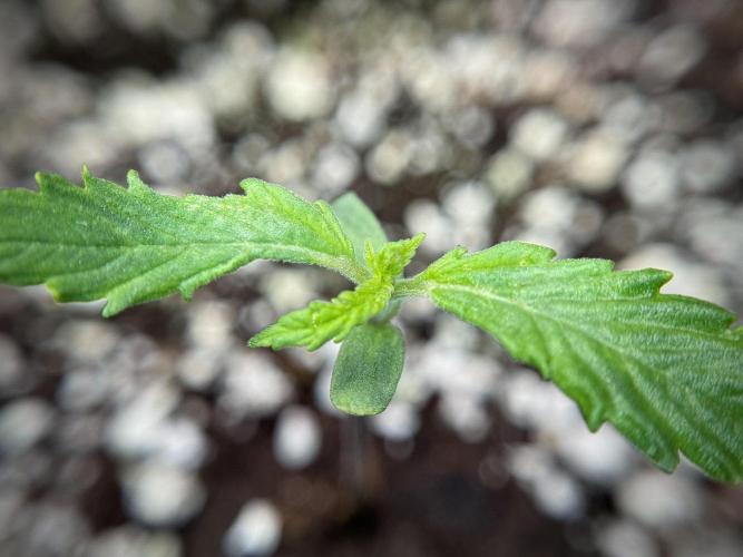 Amnesia Skunk The Zamnesia Way. Week 1 - Amnesia Skunk 1st week 