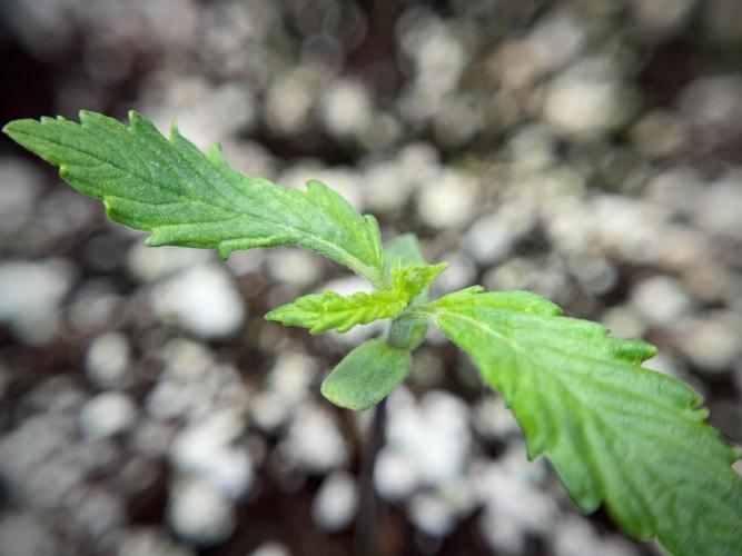 Amnesia Skunk The Zamnesia Way. Week 1 - Amnesia Skunk 1st week 