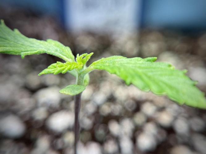 Amnesia Skunk The Zamnesia Way. Week 1 - Amnesia Skunk 1st week 