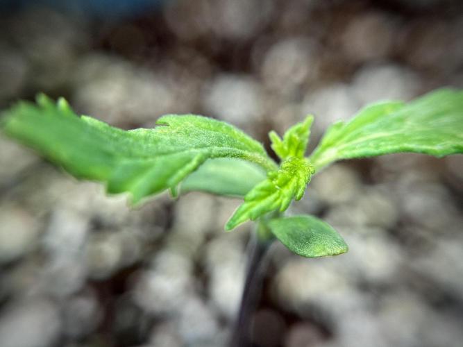 Amnesia Skunk The Zamnesia Way. Week 1 - Amnesia Skunk 1st week 