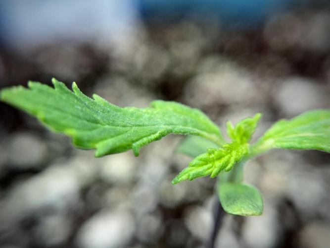 Amnesia Skunk The Zamnesia Way. Week 1 - Amnesia Skunk 1st week 