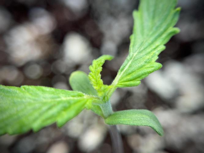 Amnesia Skunk The Zamnesia Way. Week 1 - Amnesia Skunk 1st week 