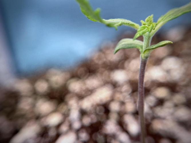 Amnesia Skunk The Zamnesia Way. Week 1 - Amnesia Skunk 1st week 