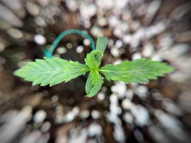 Amnesia Skunk The Zamnesia Way. Week 1 - Amnesia Skunk 1st week 