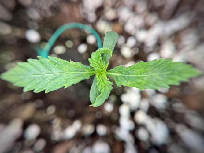 Amnesia Skunk The Zamnesia Way. Week 1 - Amnesia Skunk 1st week 